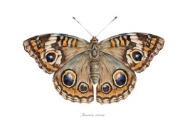 Plakat Motyl Junonia coenia