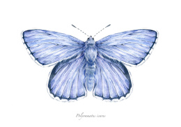 Plakat Motyl Modraszek